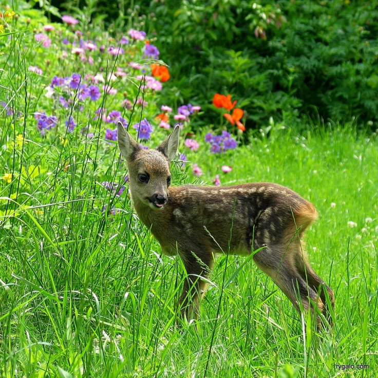 Weekly Photo Challenge: Spring!